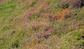 Tour Zu Fuß Texel - De Bollekamer - Photo 3