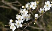 Tour Wandern Puget-sur-Argens - Pk La Lieutenante - Source St Martin - 3 étangs - Piste des Lauriers - Photo 5