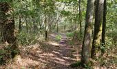 Excursión Senderismo Chamarande - Forêt Départementale du Belvédère à Chamarande - Photo 4