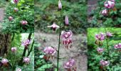 Tour Wandern Saint-Alban-Leysse - Boucle des Passerelles de la LEYSSE-2020-06-13 - Photo 1