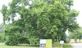 Tocht Te voet Gemeinde Leopoldsdorf - Gebrüder Weiss Runde - Photo 5