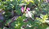 Trail Walking L'Albenc - Circuit autour de l'Albenc par Chantesse - Photo 3