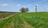 Trail Walking Sainte-Ode - BeauPlateau - Photo 10