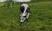 Tour Wandern Xonrupt-Longemer - retournemer hohnech schiesrothried blanchemer et lande  - Photo 8