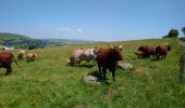 Excursión Senderismo Dienne - Cantal - le Chaumeil - Dienne et Rocher de Laqueille - 9km 265m 2h50 - 2019 07 05 - Photo 6