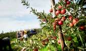 Trail On foot Brunehaut - A tour of the plant and tree nurseries at Lesdain - Photo 5