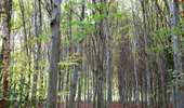 Trail On foot Silly - The Saint Marcoult Scrubland Walking Tour - Photo 5