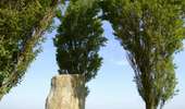 Trail On foot Brunehaut - A tour of the plant and tree nurseries at Lesdain - Photo 3