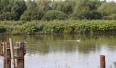 Trail On foot Brunehaut - Bléharies severed meander bird watching walking tour - 1km - Photo 2