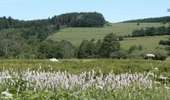 Trail On foot Lierneux - Lierneux - Promenade 19 - Photo 1