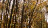 Trail On foot Chaudfontaine - La Brouck - Photo 2