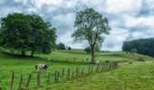 Trail Mountain bike La Roche-en-Ardenne - VTT 3 - Photo 1