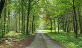 Trail Mountain bike Paliseul - Carlsbourg : circuit VTT bleu - Photo 4