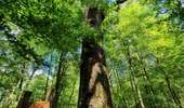 Trail On foot Bouillon - Promenade gros chêne français et chêne des Mouches 21 - Photo 3