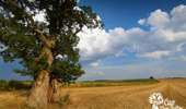 Trail On foot Fauvillers - Balade du Cheslot (Cheslot walk) - Photo 2