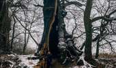 Trail On foot Marchin - Bois de Sandron - Photo 1