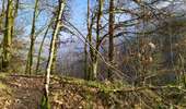 Trail On foot Vresse-sur-Semois - Le vera - Photo 6