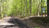 Trail Mountain bike Vielsalm - VTT 3 - Photo 1