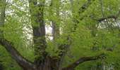 Trail On foot Ciney - Promenade du Tilleul de Conjoux - Photo 1