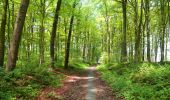 Tocht Te voet Lessen - Wandeling van Bois-de-Lessines - Photo 2