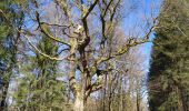 Randonnée A pied Vresse-sur-Semois - Le chêne à l'image - Photo 5