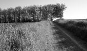 Tour Wandern Castelmaurou - Pas de mouron à Castelmaurou - Photo 1