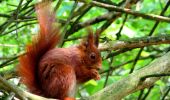 Randonnée V.T.T. Verdalle - Les écureuils de Massaguel - Photo 1