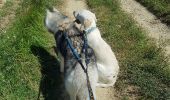 Tour Wandern Caux-et-Sauzens - 11-Caux et Sauzens-châteaux de Fesces et Falabry 22-07-2018 - Photo 2