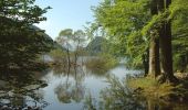 Tour Wandern Woll - Le tour du Kastelberg par les lacs. - Photo 1