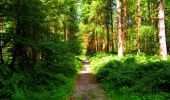 Tocht Stappen Longpont - en forêt de Retz_67_ballade (1) en toute saison - Photo 7