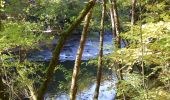 Trail Walking Montfermy - La forêt domaniale de la Chartreuse - Photo 1