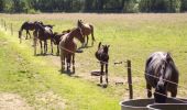 Randonnée Marche Le Lion-d'Angers - Au milieu du haras - Le Lion d' Anger - Photo 2