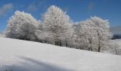 Randonnée Raquettes à neige Ventron - Vosges en Raquettes : Felsach - Photo 5
