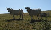 Tocht Noords wandelen Landogne - La Saunade - Photo 6