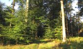 Tocht Stappen Pierrefonds - en forêt de Compiègne_20_le Beaudon_bois de Damart_la Héronnière_bois du Bourgot - Photo 12
