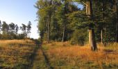Trail Walking Pierrefonds - en forêt de Compiègne_20_le Beaudon_bois de Damart_la Héronnière_bois du Bourgot - Photo 10