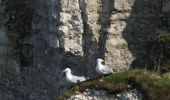 Tour Wandern Étretat - L'Aiguille Creuse - Étretat - Photo 2