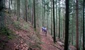 Trail Mountain bike Lièpvre - Espace VTT FFC Val d'Argent - Circuit n°16 - Sur les pas de Fulrad - Photo 1