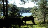 Tocht Paard Aydat - Rouillas-Haut - Lac Servière - Photo 2