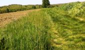 Tocht Lopen Montjoire - De Montjoire aux Toulzas par Lacour - Photo 1