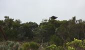 Tour Wandern Sainte-Rose - volcan nez coupe du tremble - Photo 1