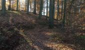 Trail Walking Hoeilaart - grœnendael forêt de Soigne. 14 - Photo 1