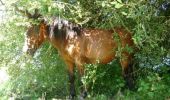 Percorso Cavallo Bon Repos sur Blavet - La Boucle de Liscuis - Photo 1