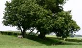 Trail Walking Saint-Léger-lès-Domart - L'arbre de la Croix - Photo 2