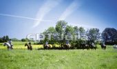 Trail Equestrian Grande-Rivière-Château - Haut Jura - Château des Près - St Maurice VIA Bonlieu - Photo 1