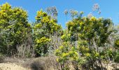 Trail Walking Pégomas - pegomas mimosas - Photo 1