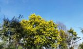 Trail Walking Pégomas - pegomas mimosas - Photo 6