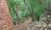 Trail Walking Anse-Bertrand - vigie-anse laborde avec ravine 3 vaches - Photo 2