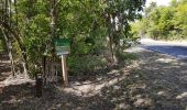 Randonnée Marche Anse-Bertrand - vigie-anse laborde avec ravine 3 vaches - Photo 6