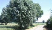 Percorso Marcia Tilloy-lez-Marchiennes - Circuit du Marais des Vaches - Tilloy-lez-Marchiennes - Photo 5